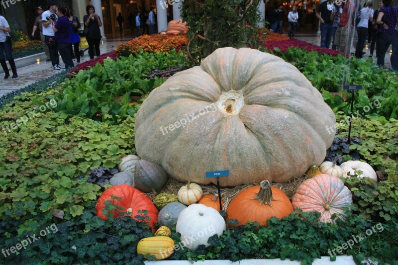 Pumpkin Vegetables Healthy Vitamins Bio