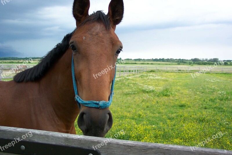 Precious People Hungary Horse Animal Horses