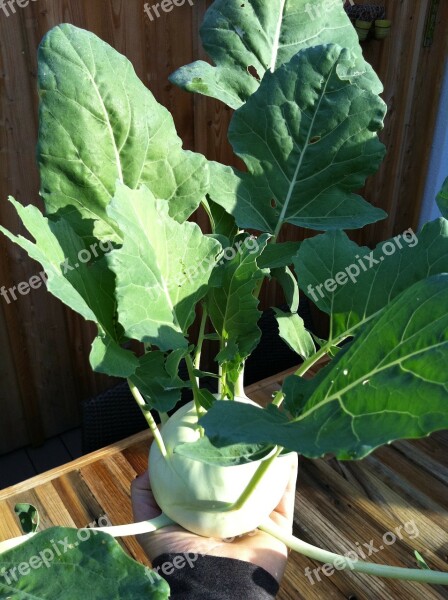 Kohlrabi Plant Vegetables Cook Leaf