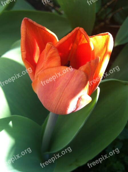 Tulip Orange Spring Flower Tulips