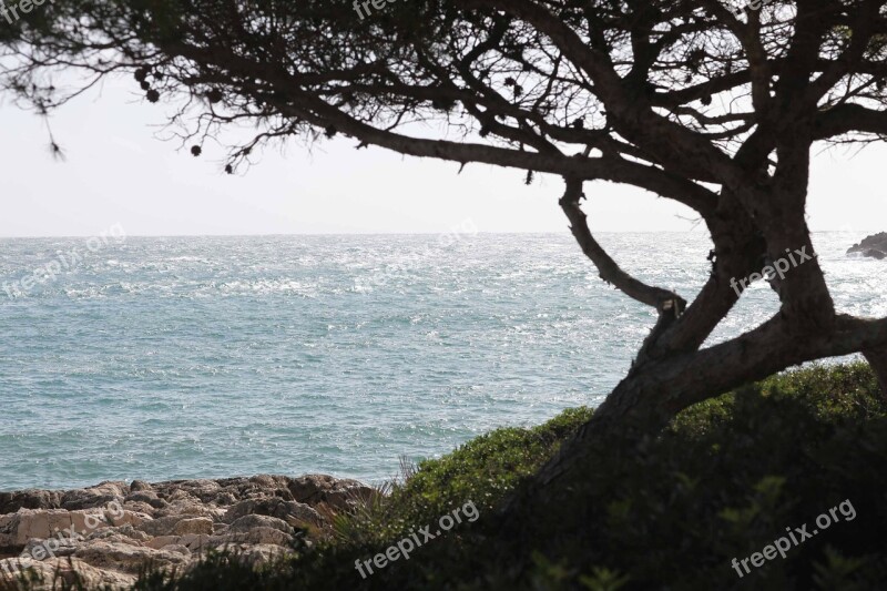 Tree Mallorca Autumn Font De Sa Cala Vacations