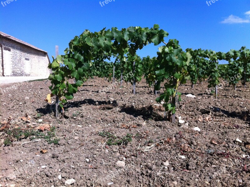 Wine Vines Viticulture Free Photos