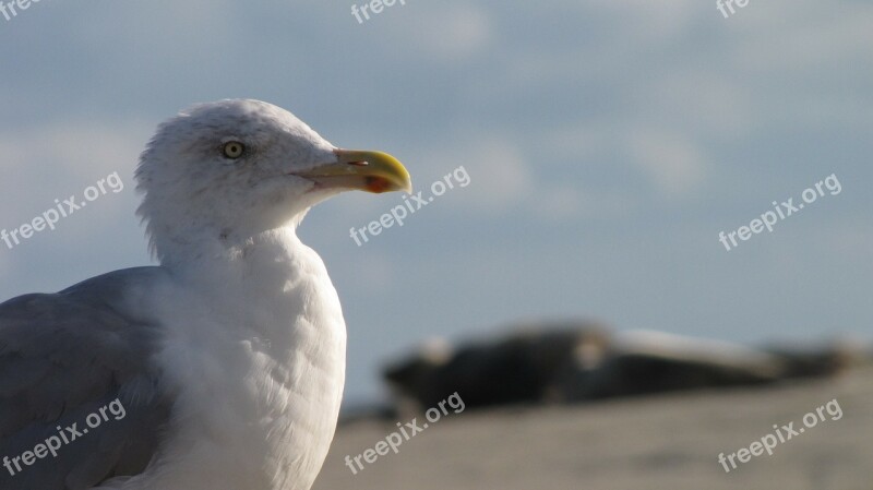 Seagull Beach Borkum North Sea Free Photos