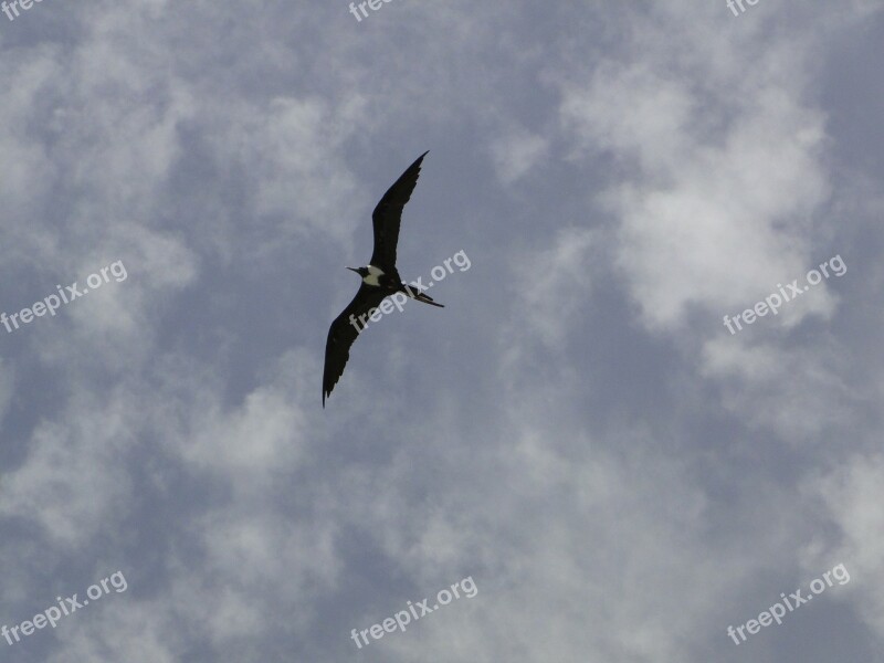 Seagull Profile Sky Frigate Freedom