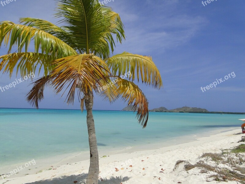 Palm Tree Beach Shore Shadow Horizon