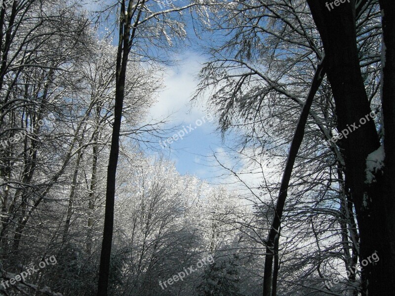 Winter Sky Forest Trees Free Photos