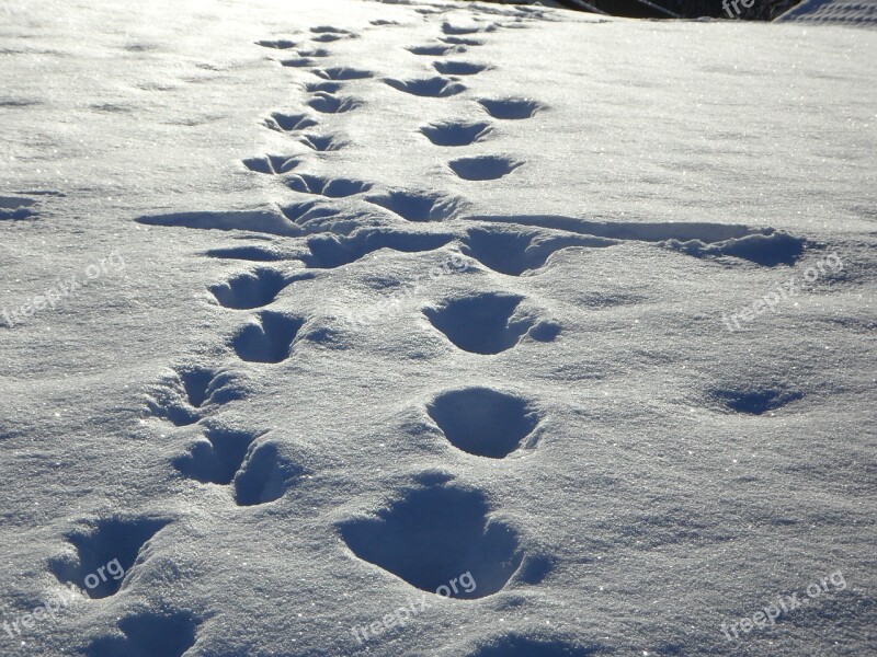 Traces Tracks In The Snow Snow Winter Footprints