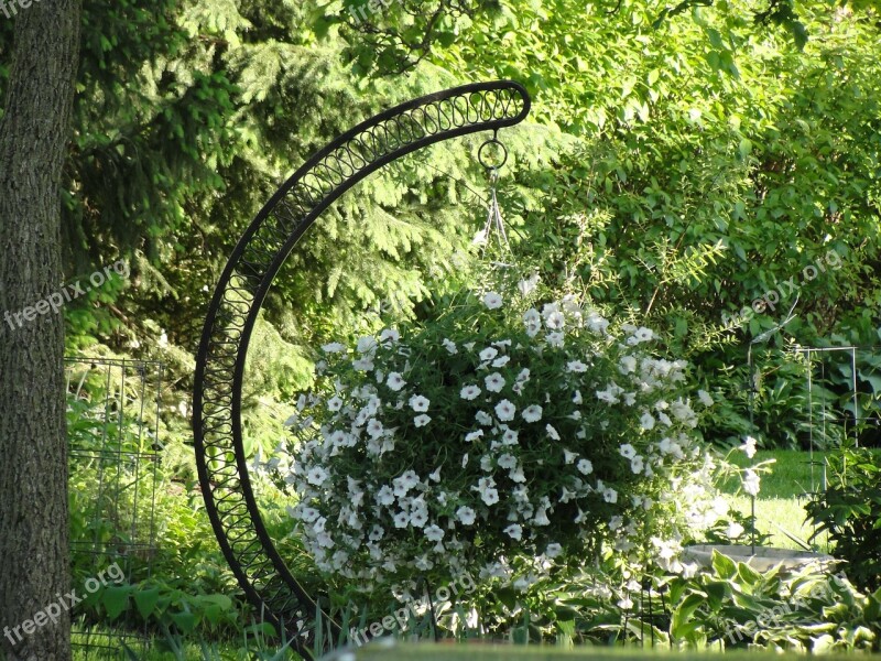 Hanging Planter White Flowers Petunia Geraniums Nature