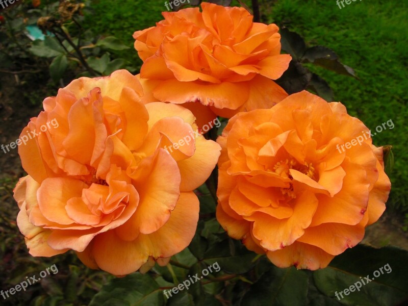 Pink Rosebush Flowers Orange Westerland