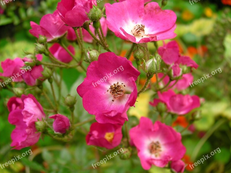 Roses Rosebush Flower Pink Red Roses