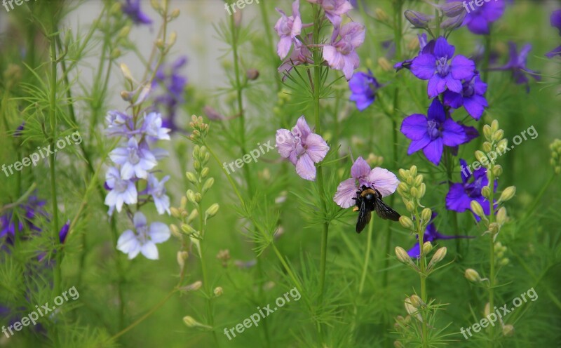 Flowers Plants Blooms Blossoms Stems