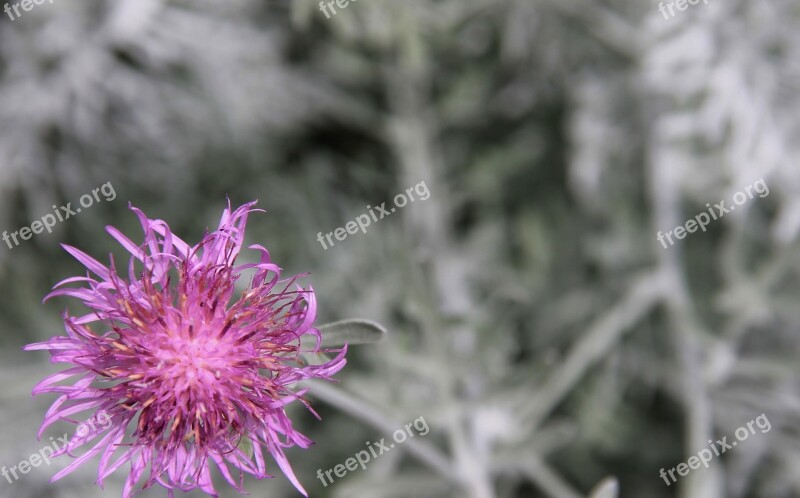 Flower Bloom Pink Nature Outside