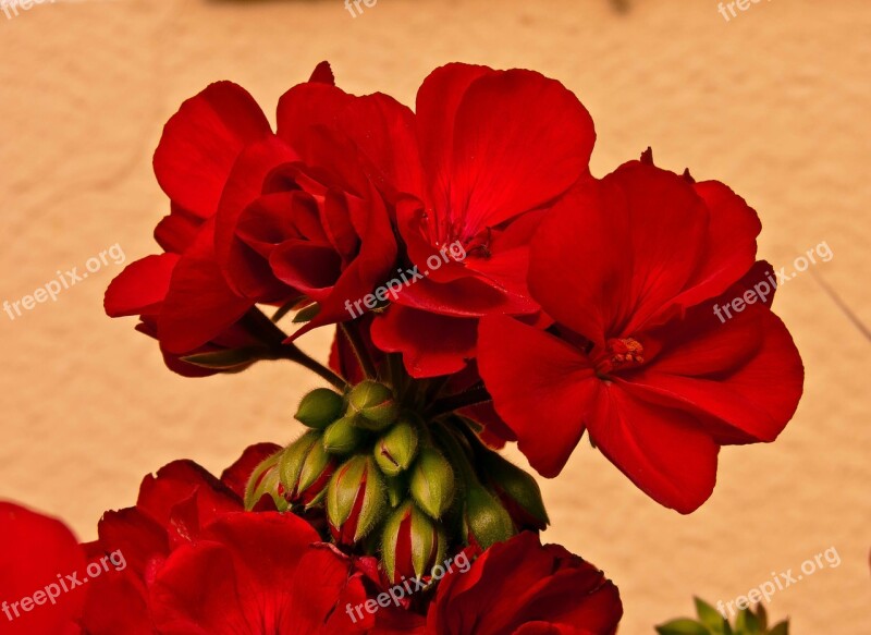 Pelagonija Blomma Plant Plants Flower Flowers