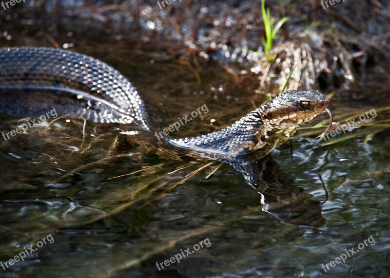 Water Moccasin Snake Stream Nature Outside