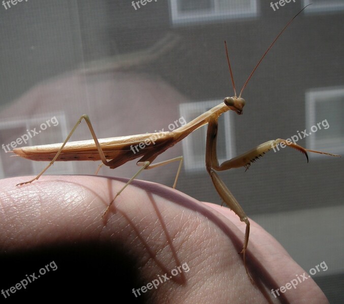 Praying Mantis Hand Holding Insect Close-up