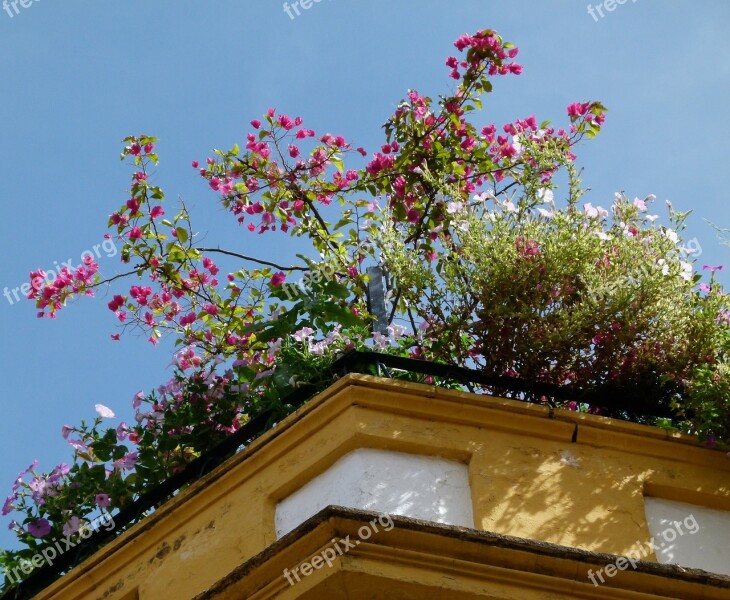 Roof Rooftop Architecture House Decoration