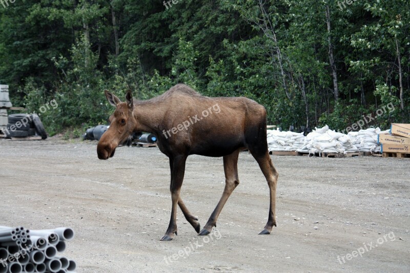 Moose Denali Denali National Park National Park Alaska