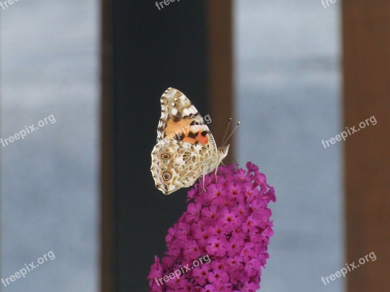 Butterfly Flower Pink Turkish Organ Buddleja Davidii