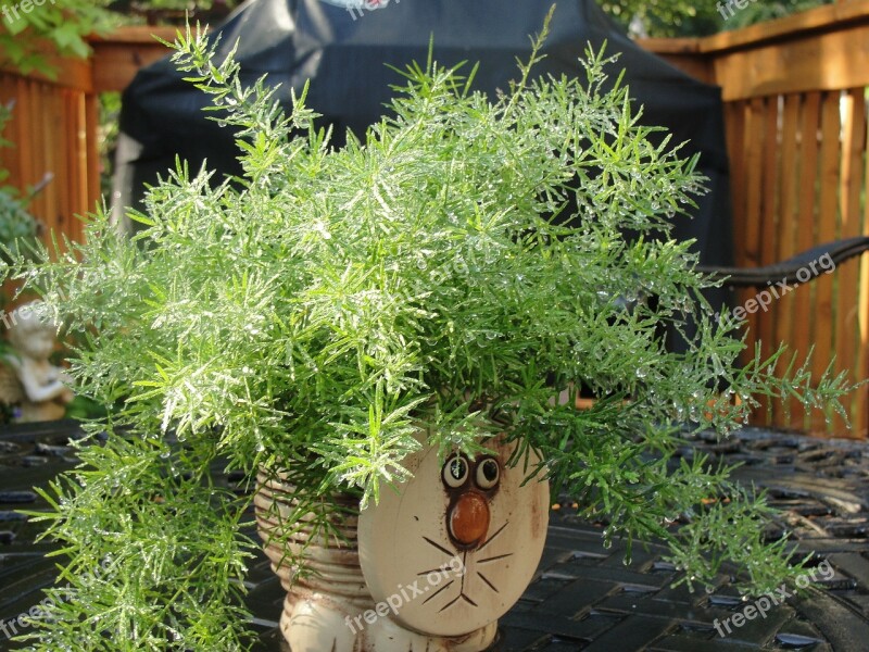 Plant Cat Pot Green Water