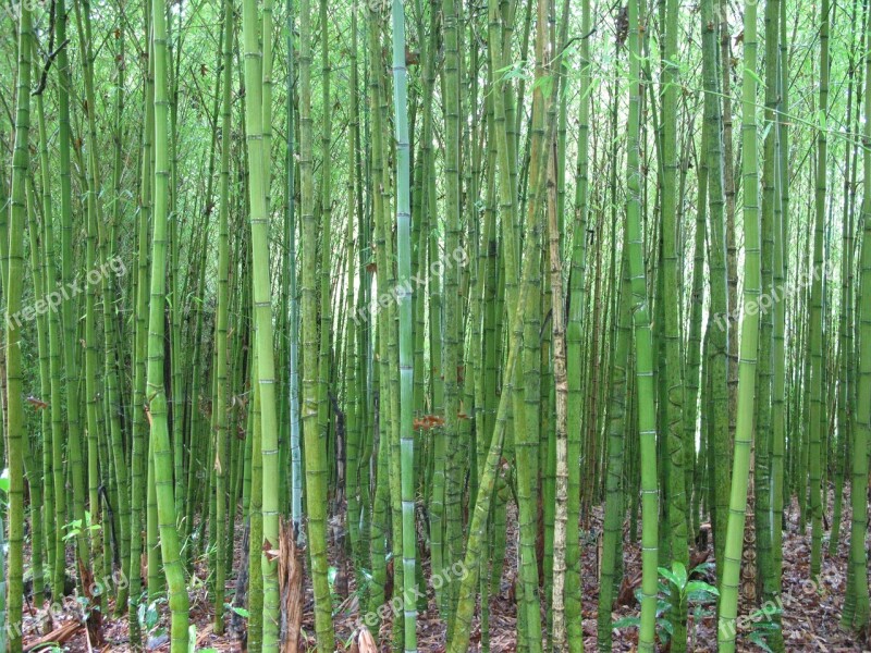 Bamboo Green Close Moist Lush