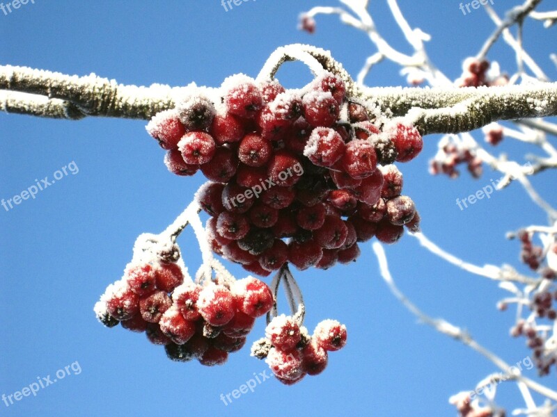 Winter Rowan Berries Red Blue Sky Blue