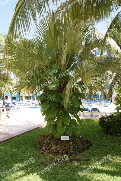 Plant Palm Tree Green Growth Ecology