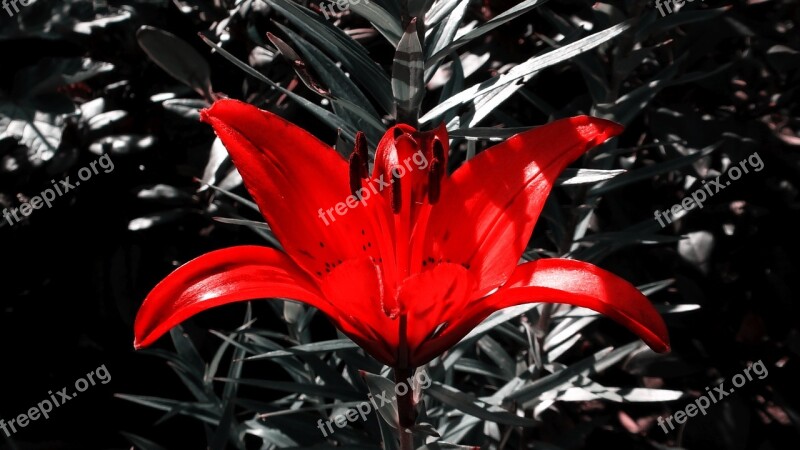 Lily Lily Red Flower Blossom Bloom