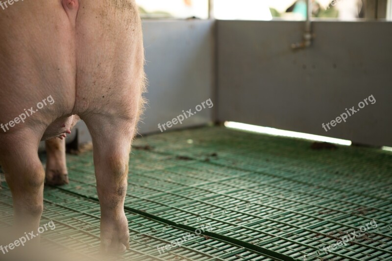 Pig Livestock Stables Meat Ham