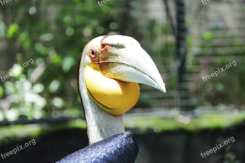 Bird Hornbill Animals Tropical Free Photos