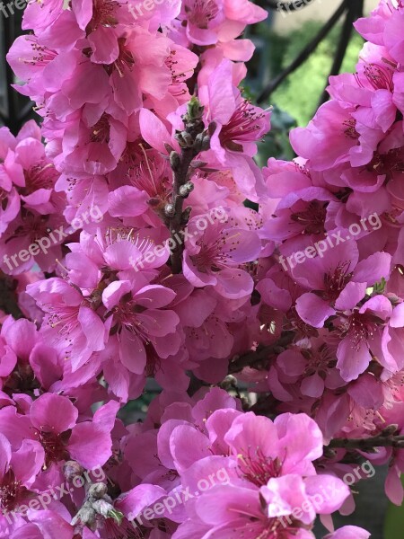 Flowers Magenta Pink Spring Nature