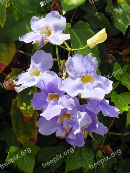 Thunbergia Thunbergia Grandiflora Flower Exotic Blue