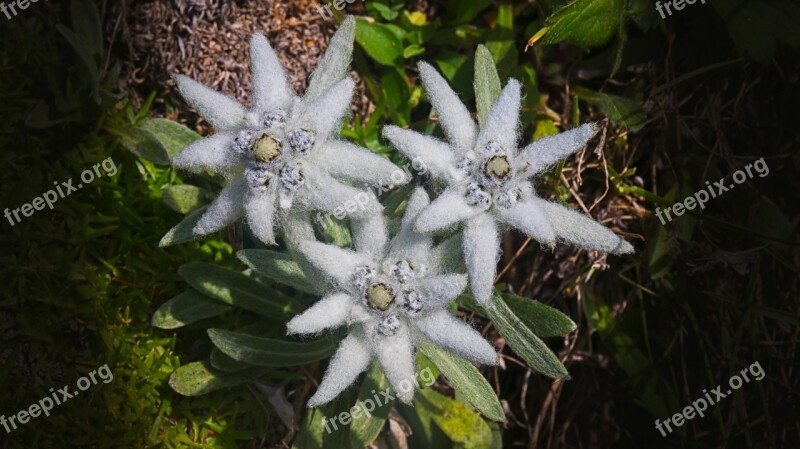 Edelweiss Flower Nature Alpine Free Photos