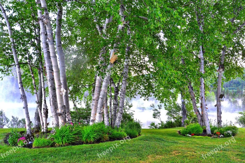 Birch Landscape Nature Trees Leaves