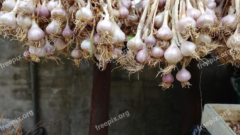 Garlic Rural Fruit Sejong City Health