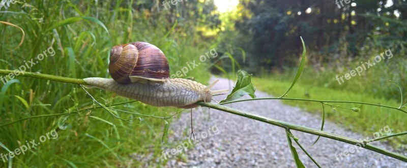 Snail Shell Escargots Snail Shell Reptile