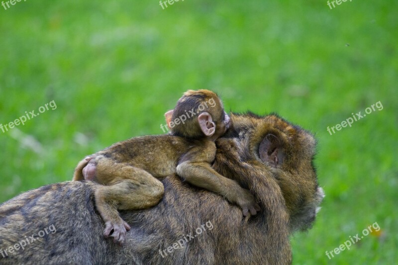 Mother And Baby Barbary Macaque Baby Barbary Macaque Free Photos