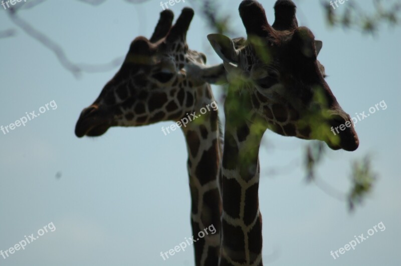 Giraffe Nature Wildlife Tallest Mammal