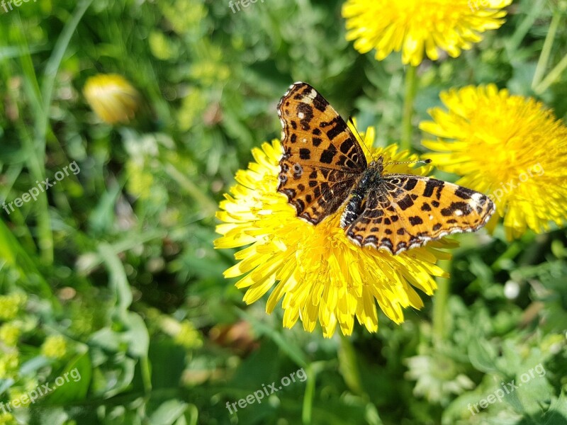 Butterfly Dandelions Meadow Free Photos