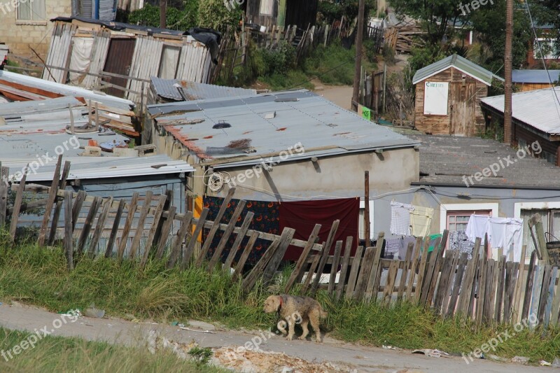 Township Knysna South Africa Dog Poverty