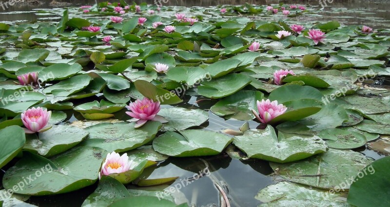 Flowers Water Lilies Pink Pond Summer