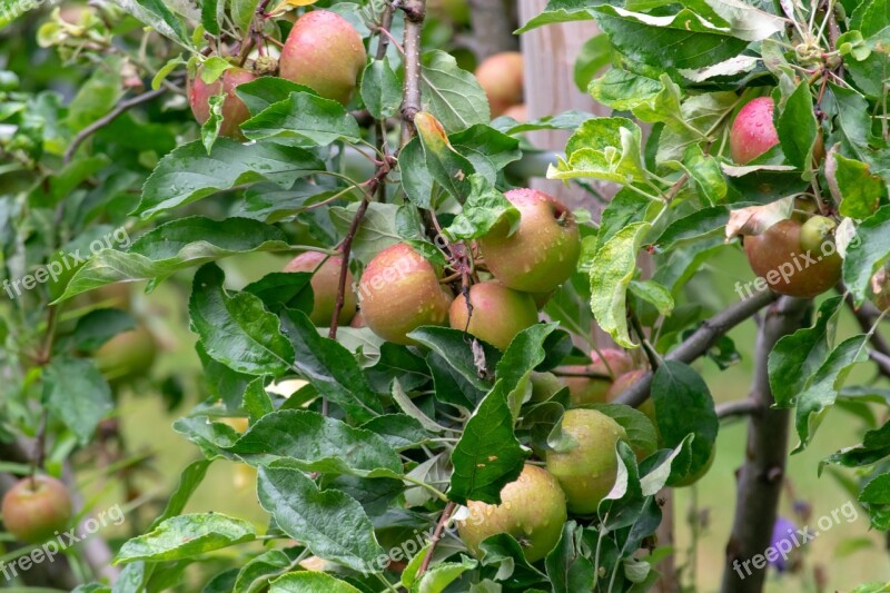 Plant Tree Apple Nature Green