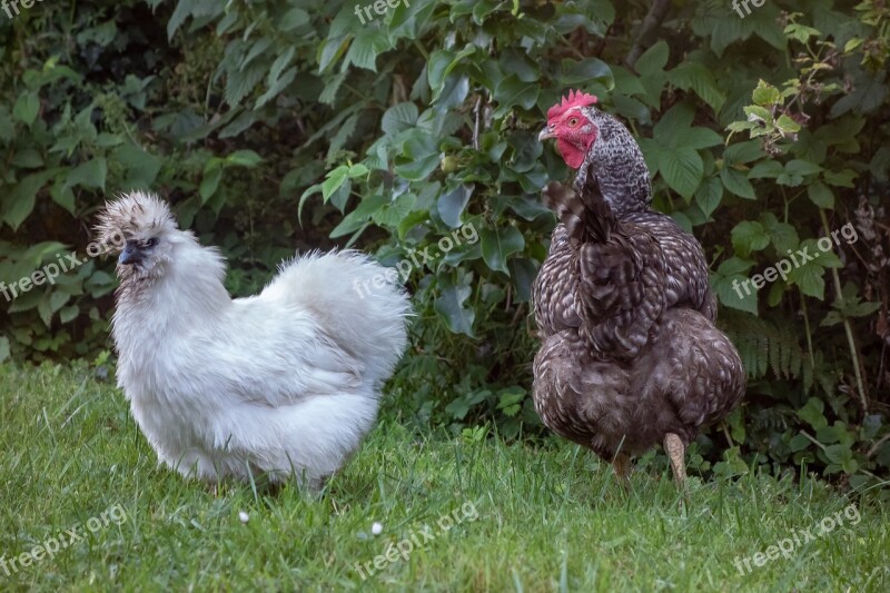 Hen Coucou De Rennes Silk White Black