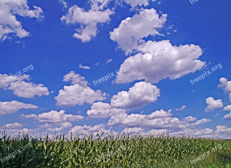 Summer Sky Cumulus Clouds Cornfield Nature