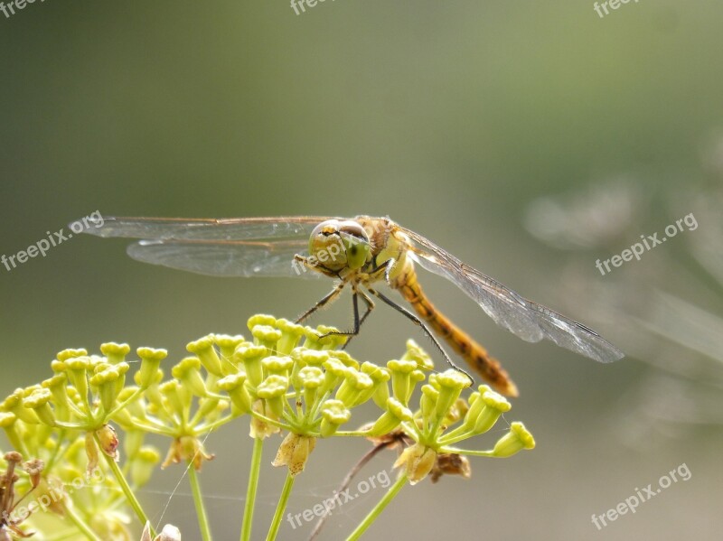 Ibélula Yellow Dragonfly Detail Winged Insect Cordulegaster Boltonii