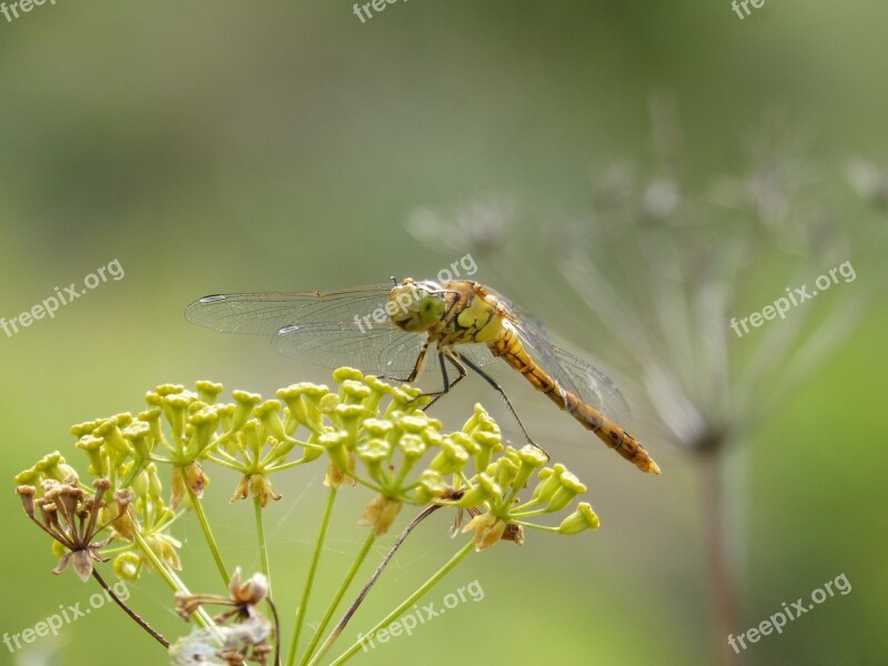 Ibélula Yellow Dragonfly Detail Winged Insect Cordulegaster Boltonii