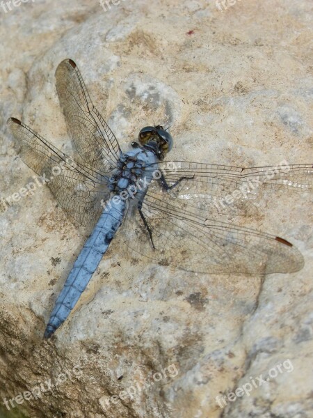 Dragonfly Orthetrum Brunneum Blue Dragonfly Parot Pruïnos Detail