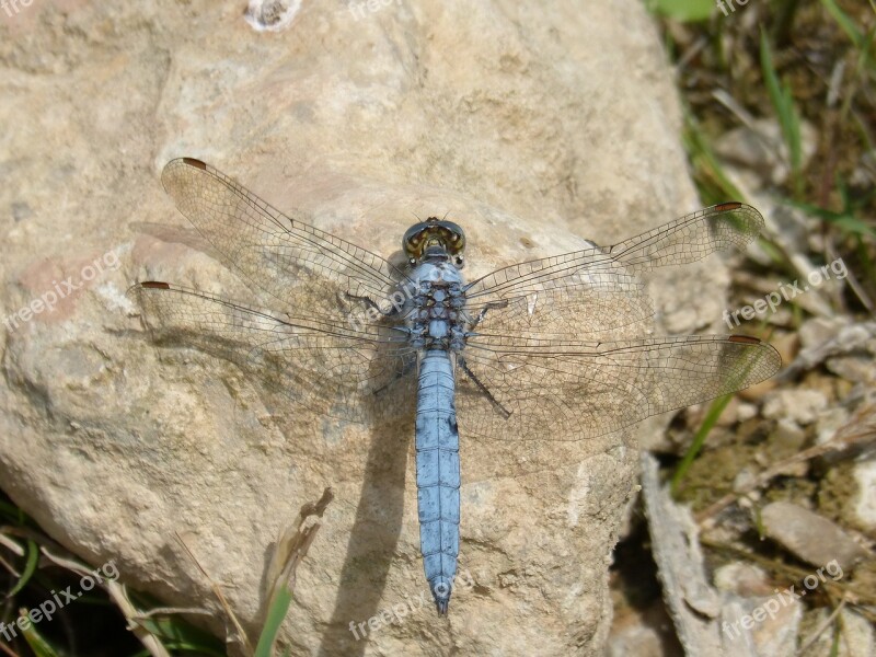 Dragonfly Orthetrum Brunneum Blue Dragonfly Parot Pruïnos Detail