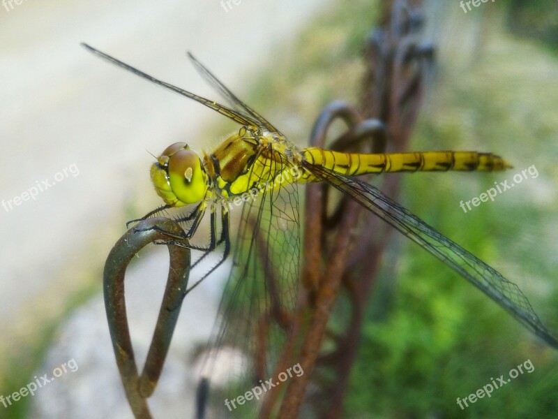 Ibélula Yellow Dragonfly Detail Winged Insect Cordulegaster Boltonii