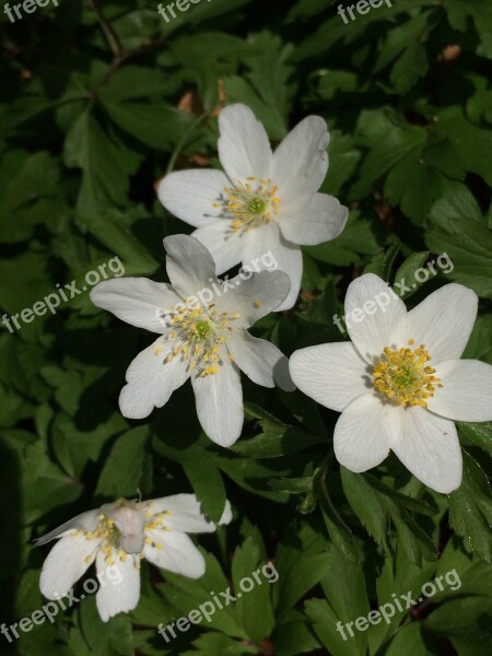 Anemone Spring Flower Natural Flowers