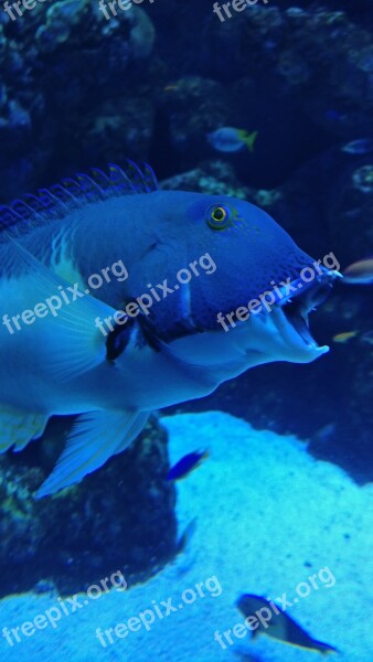 Great Barrier Reef Fish Open Mouth Free Photos